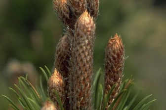 https://cdn.zilvercms.nl/http://yarinde.zilvercdn.nl/Slangenhuidden - Pinus leucodermis 'Boemer
