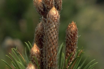 https://cdn.zilvercms.nl/http://yarinde.zilvercdn.nl/Slangenhuidden - Pinus leucodermis 'Boemer'