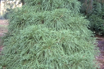 https://cdn.zilvercms.nl/http://yarinde.zilvercdn.nl/Japanse cipres - Cryptomeria japonica 'Globosa'