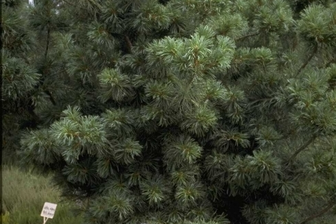https://cdn.zilvercms.nl/http://yarinde.zilvercdn.nl/Japanse witte den - Pinus parviflora 'Schoon's Bonsai'