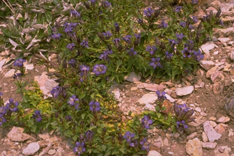 https://cdn.zilvercms.nl/http://yarinde.zilvercdn.nl/Hartlelie - Hosta 'Birchwood Parky's Gold'