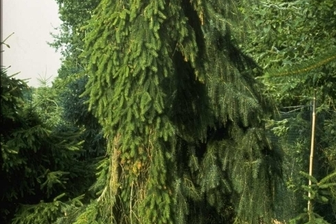 https://cdn.zilvercms.nl/http://yarinde.zilvercdn.nl/Fijnspar - Picea abies 'Inversa'