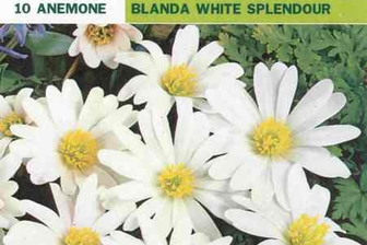 https://cdn.zilvercms.nl/http://yarinde.zilvercdn.nl/Blauwe Anemone - Anemone 'White Splendour