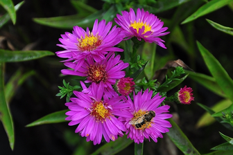 https://cdn.zilvercms.nl/http://yarinde.zilvercdn.nl/Herfstaster - Aster 'Anneke'