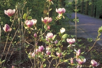 https://cdn.zilvercms.nl/http://yarinde.zilvercdn.nl/Gewone magnolia - Magnolia x soulangeana 'Lennei'