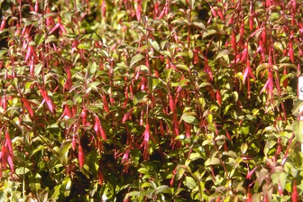 https://cdn.zilvercms.nl/http://yarinde.zilvercdn.nl/Fuchsia magellanica var. gracilis