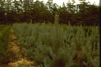 https://cdn.zilvercms.nl/http://yarinde.zilvercdn.nl/Pinus sylvestris 'Glauca'