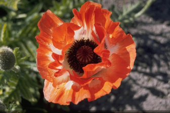 https://cdn.zilvercms.nl/http://yarinde.zilvercdn.nl/Oosterse klaproos - Papaver orientale 'Pinnacle'