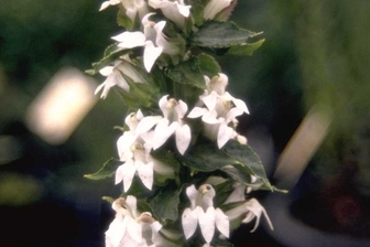 https://cdn.zilvercms.nl/http://yarinde.zilvercdn.nl/Lobelia - Lobelia siphilitica 'Alba'