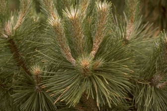 https://cdn.zilvercms.nl/http://yarinde.zilvercdn.nl/Pinus nigra 'Strypemonde'