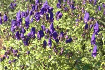 https://cdn.zilvercms.nl/http://yarinde.zilvercdn.nl/Monnikskap - Aconitum 'Spark's Variety'