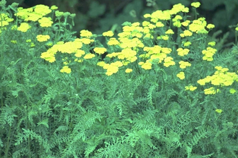 https://cdn.zilvercms.nl/http://yarinde.zilvercdn.nl/Duizendblad - Achillea 'Taygetea'