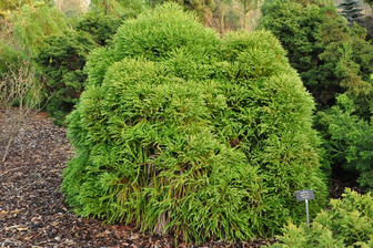 https://cdn.zilvercms.nl/http://yarinde.zilvercdn.nl/Japanse cipres - Cryptomeria japonica 'Compacta'