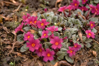 https://cdn.zilvercms.nl/http://yarinde.zilvercdn.nl/Sleutelbloem - Primula 'Tawny Port'