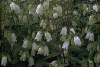 https://cdn.zilvercms.nl/http://yarinde.zilvercdn.nl/Campanula punctata 'Alba'