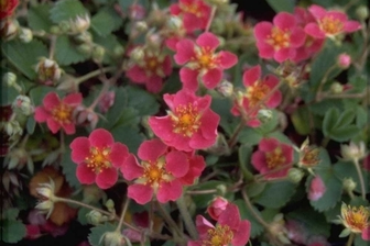 https://cdn.zilvercms.nl/http://yarinde.zilvercdn.nl/Aardbei - Fragaria 'Red Ruby'