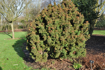 https://cdn.zilvercms.nl/http://yarinde.zilvercdn.nl/Japanse cipres - Cryptomeria japonica 'Monstrosa Nana'