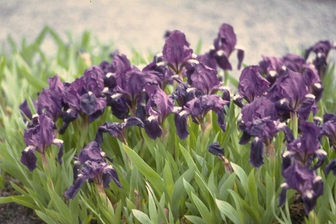 https://cdn.zilvercms.nl/http://yarinde.zilvercdn.nl/Lis - Iris 'Atroviolacea'