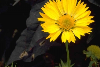 https://cdn.zilvercms.nl/http://yarinde.zilvercdn.nl/Kokardenbloem - Gaillardia 'Aurea Pura'