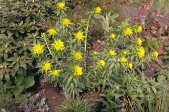 https://cdn.zilvercms.nl/http://yarinde.zilvercdn.nl/Moeraswolfsmelk - Euphorbia palustris 'Walenburg's Glorie'