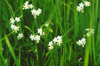 https://cdn.zilvercms.nl/http://yarinde.zilvercdn.nl/Moerasvergeet mij nietje - Myosotis scorpioides