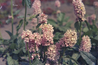 https://cdn.zilvercms.nl/http://yarinde.zilvercdn.nl/Ezelsoor - Stachys officinalis 'Rosea'