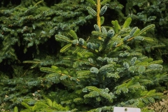 https://cdn.zilvercms.nl/http://yarinde.zilvercdn.nl/Canadese spar - Picea glauca 'Coerulea'