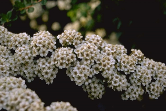 https://cdn.zilvercms.nl/http://yarinde.zilvercdn.nl/Struikspirea - Spiraea nipponica