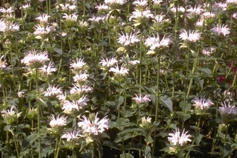 https://cdn.zilvercms.nl/http://yarinde.zilvercdn.nl/Bergamotplant - Monarda 'Schneewittchen'