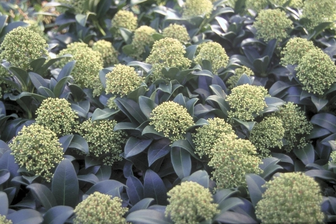 https://cdn.zilvercms.nl/http://yarinde.zilvercdn.nl/Skimmia japonica 'Fragrant Cloud'