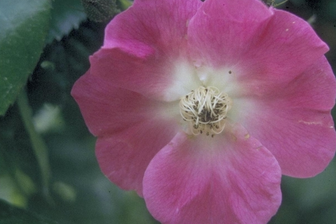 https://cdn.zilvercms.nl/http://yarinde.zilvercdn.nl/Ramblerroos - Rosa 'American Pillar'