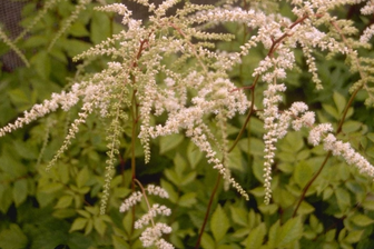 https://cdn.zilvercms.nl/http://yarinde.zilvercdn.nl/Struikspirea - Astilbe 'Prof. van der Wielen'