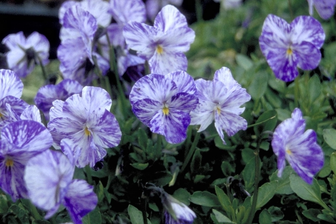 https://cdn.zilvercms.nl/http://yarinde.zilvercdn.nl/Viooltje - Viola 'Columbine'