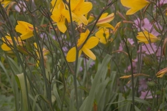 https://cdn.zilvercms.nl/http://yarinde.zilvercdn.nl/Daglelie - Hemerocallis 'Corky'