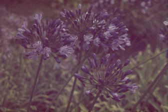 https://cdn.zilvercms.nl/http://yarinde.zilvercdn.nl/Afrikaanse lelie Agapanthus 'Blue Giant'