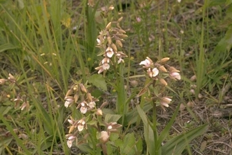 https://cdn.zilvercms.nl/http://yarinde.zilvercdn.nl/Epipactis palustris