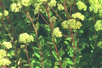 https://cdn.zilvercms.nl/http://yarinde.zilvercdn.nl/Bleke hemelsleutel - Sedum telephium subsp. maximum