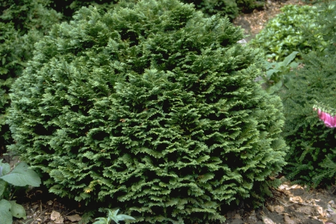 https://cdn.zilvercms.nl/http://yarinde.zilvercdn.nl/Californische cipres - Chamaecyparis lawsoniana 'Minima Glauca'