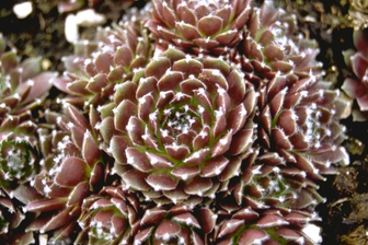 https://cdn.zilvercms.nl/http://yarinde.zilvercdn.nl/Sempervivum 'Silberkarneol'