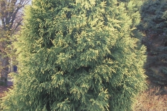 https://cdn.zilvercms.nl/http://yarinde.zilvercdn.nl/Japanse cipres - Cryptomeria japonica 'Sekkan'