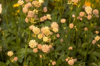 https://cdn.zilvercms.nl/http://yarinde.zilvercdn.nl/Zeeuws knoopje - Astrantia carniolica 'Rubra'