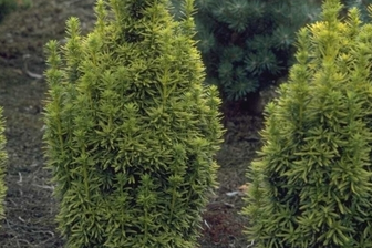 https://cdn.zilvercms.nl/http://yarinde.zilvercdn.nl/Taxus - Taxus baccata 'David'