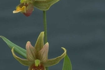 https://cdn.zilvercms.nl/http://yarinde.zilvercdn.nl/Epipactis gigantea