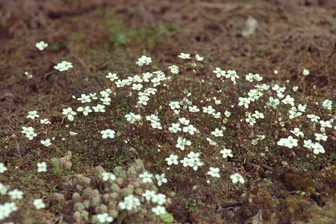 https://cdn.zilvercms.nl/http://yarinde.zilvercdn.nl/Gouden knoopjes - Ranunculus acris 'Multiplex'