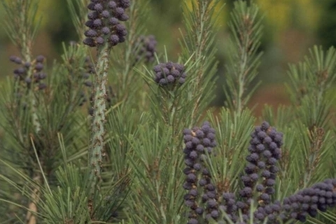 https://cdn.zilvercms.nl/http://yarinde.zilvercdn.nl/Japanse Rotkiefer - Pinus densiflora 'Umbraculifera