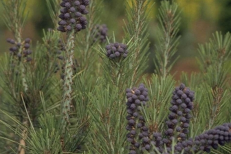 https://cdn.zilvercms.nl/http://yarinde.zilvercdn.nl/Japanse rode den - Pinus densiflora 'Umbraculifera'