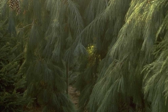 https://cdn.zilvercms.nl/http://yarinde.zilvercdn.nl/Weymouthden - Pinus strobus 'Pendula'