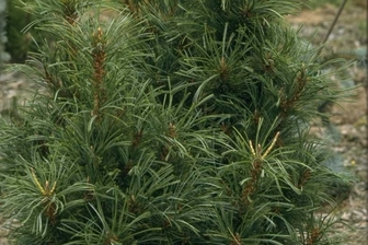 https://cdn.zilvercms.nl/http://yarinde.zilvercdn.nl/Siberische Zwergkiefer - Pinus pumila 'Chlorocarpa
