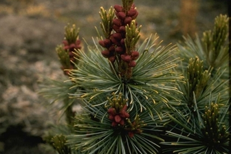 https://cdn.zilvercms.nl/http://yarinde.zilvercdn.nl/Siberische dwergden - Pinus pumila