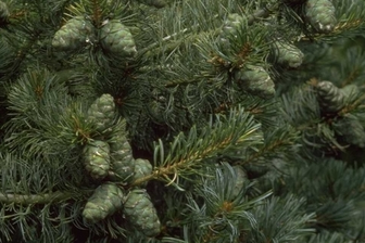 https://cdn.zilvercms.nl/http://yarinde.zilvercdn.nl/Japanse witte den - Pinus parviflora